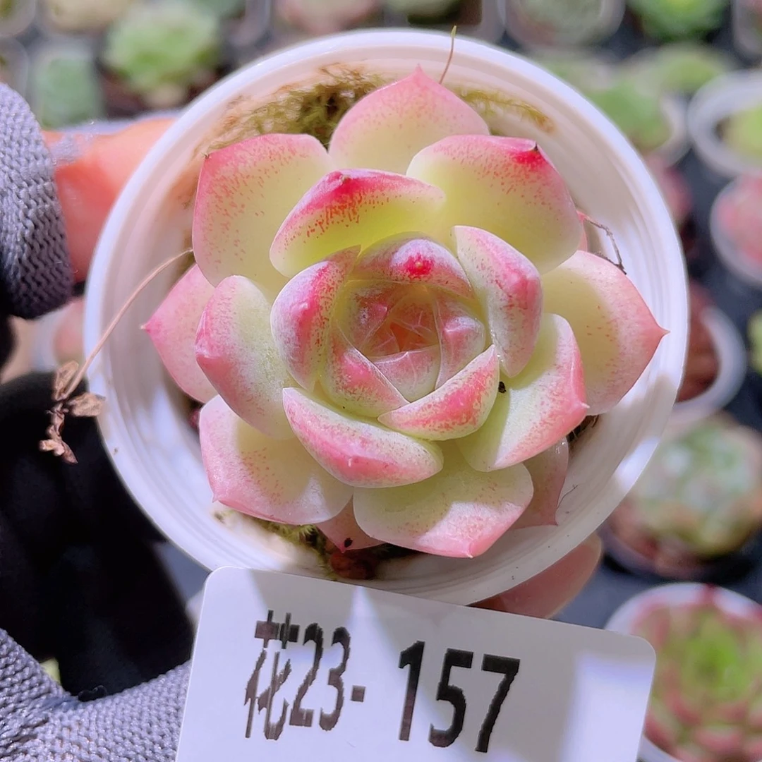花利美23-157新品