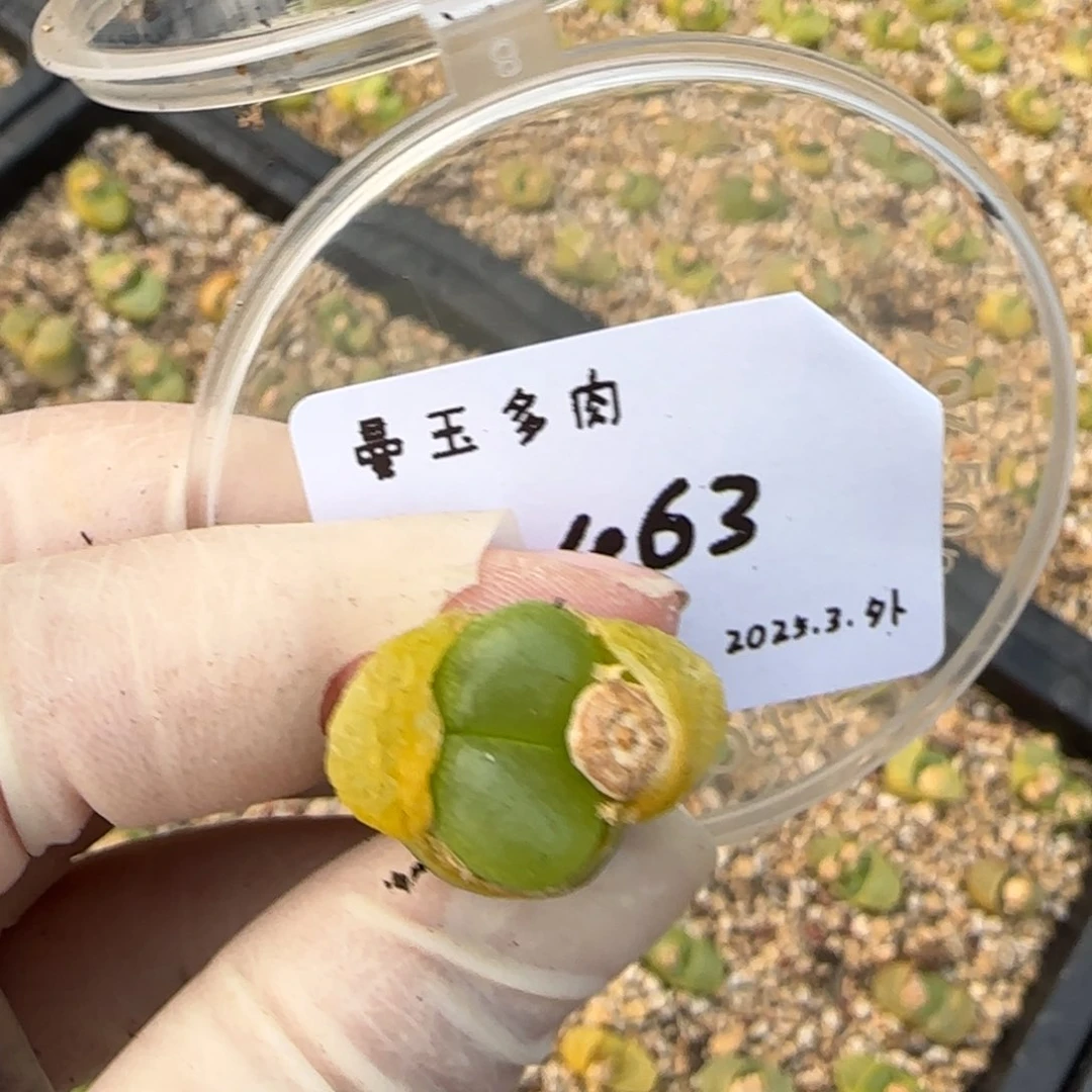 薇*多肉多肉多肉463