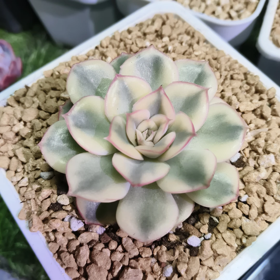 武仙座白锦多肉植物