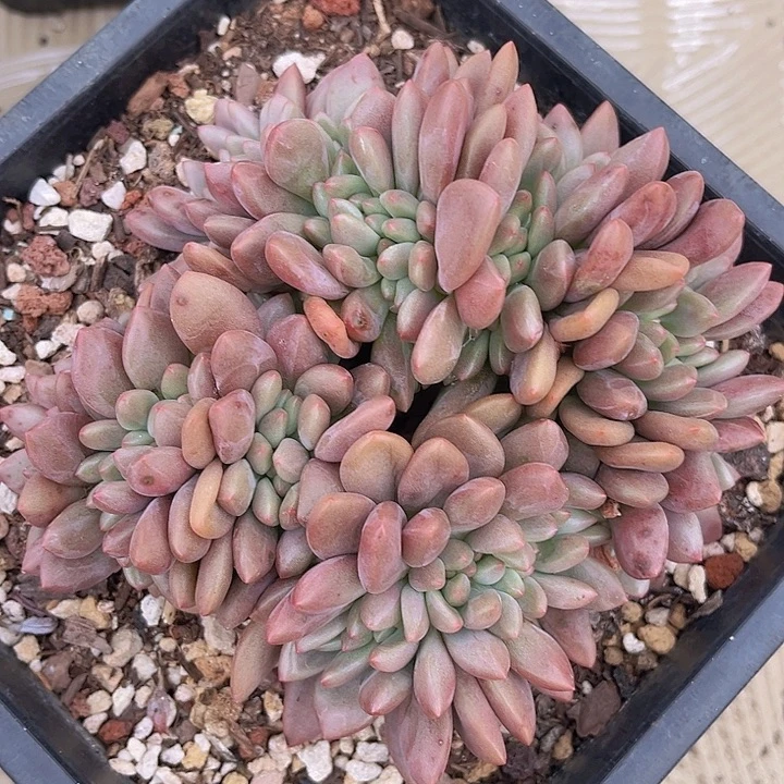 桃花源缀2332多肉植物