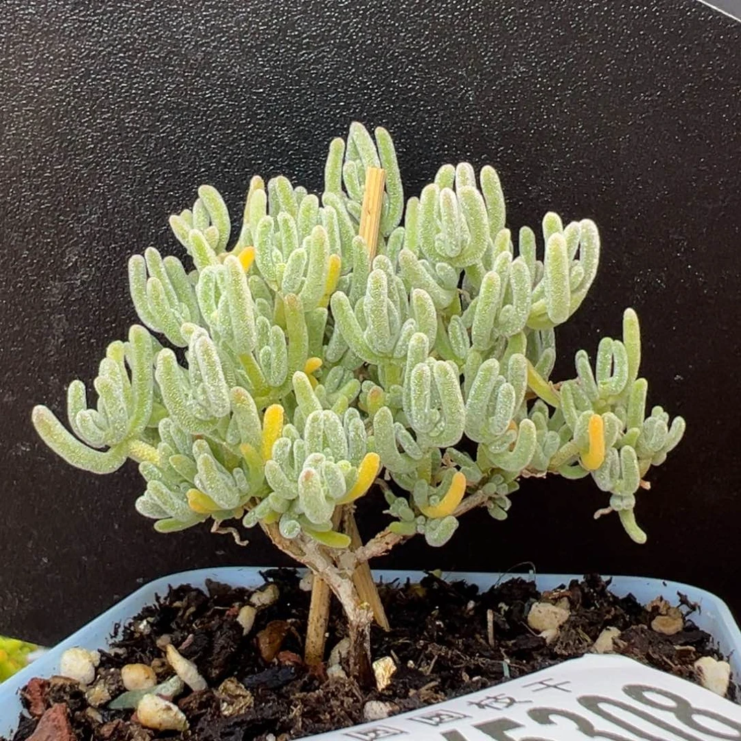 dy5308小老桩冰霜冠幅6cm