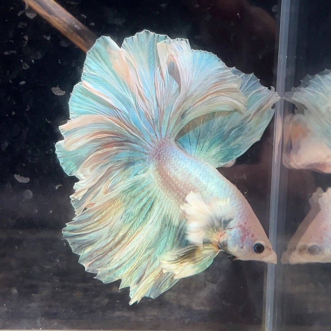 斗鱼13号特价芒果冰沙巨耳