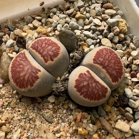 2666菊红窗菊花纹母本双头带盆发货