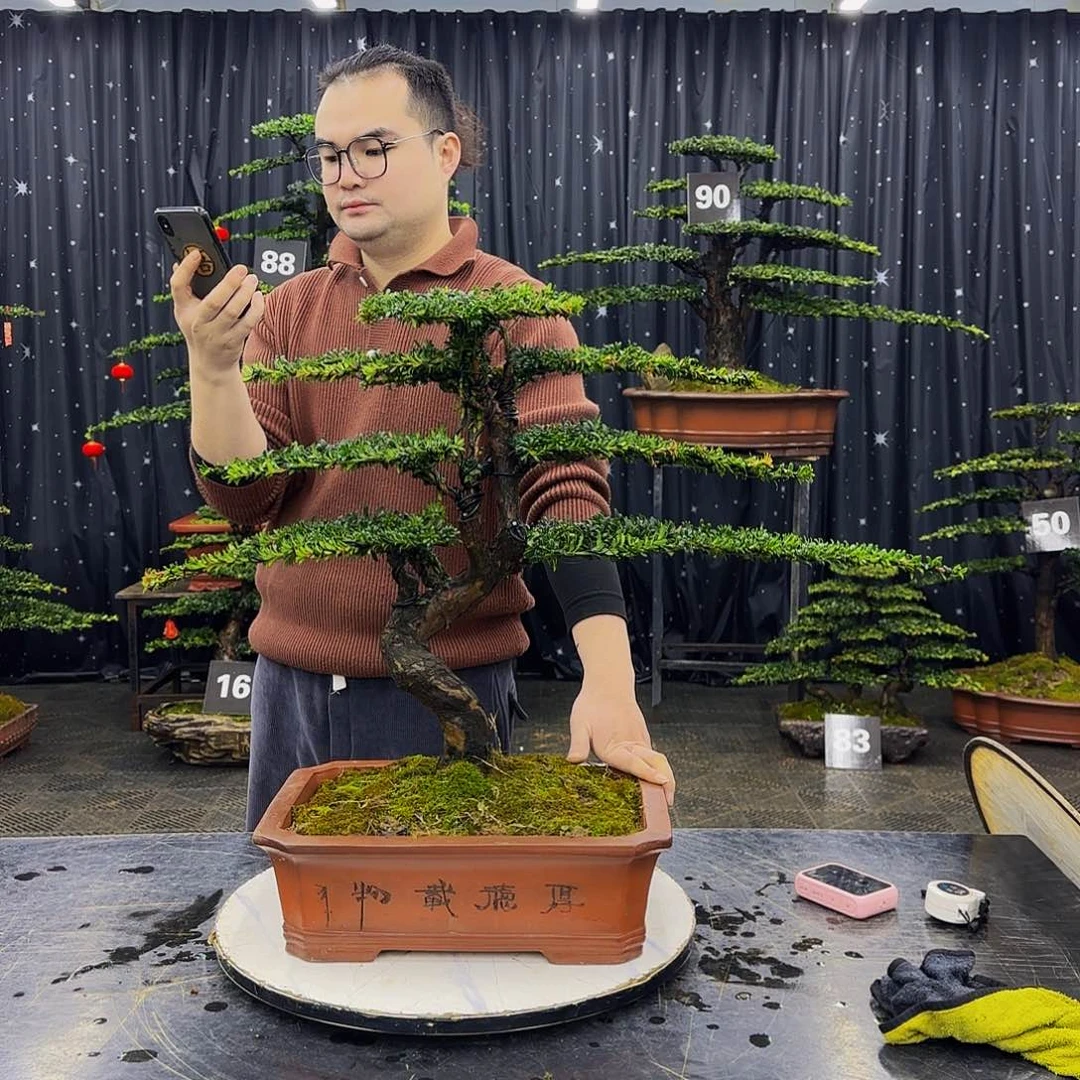 松树柏树造型盆景崔*