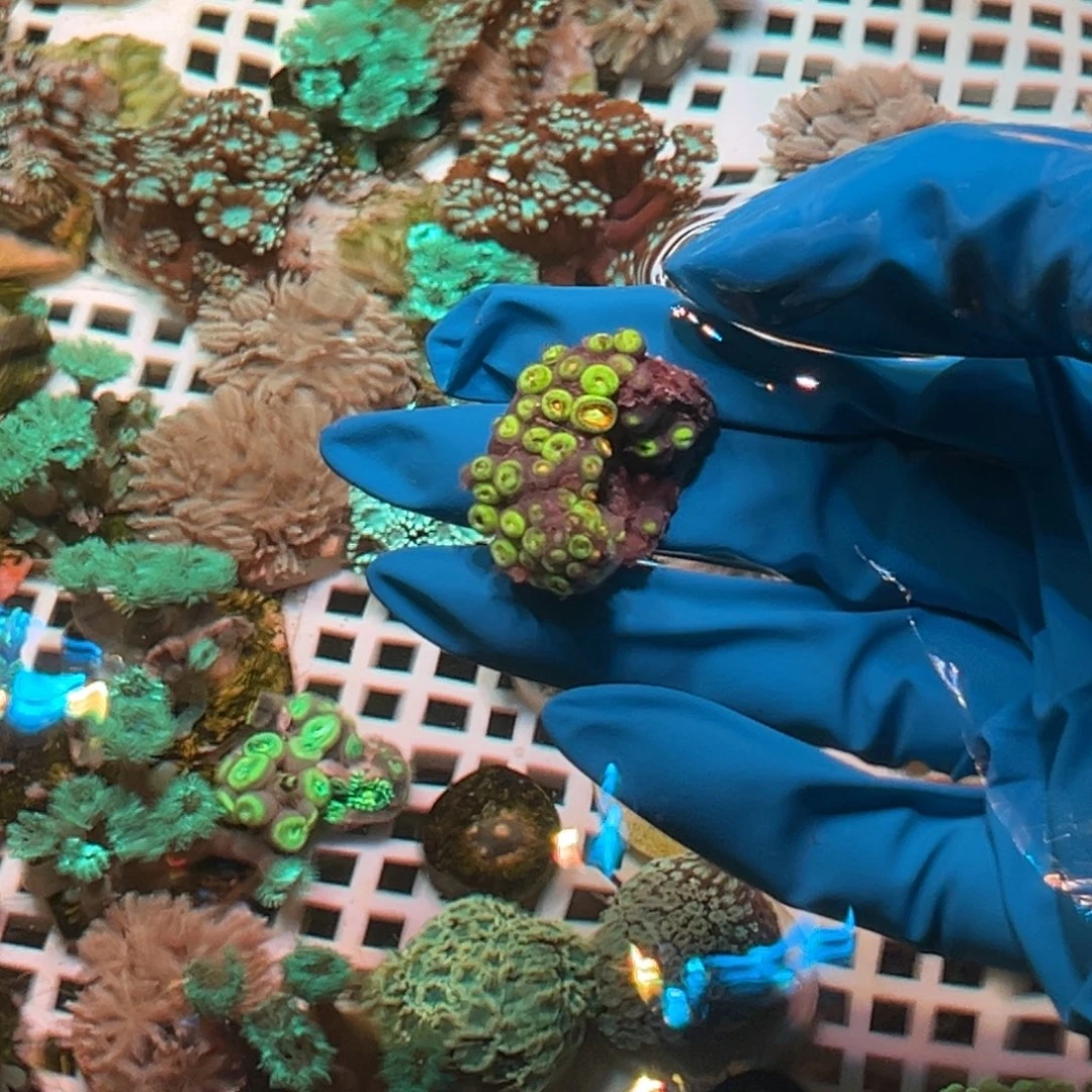 旺***福奶嘴海葵纽扣11111