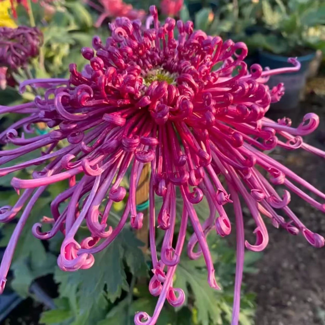 【太液紫芷】多色菊花盆栽菊花苗耐寒植物开花大菊花带花苞好养