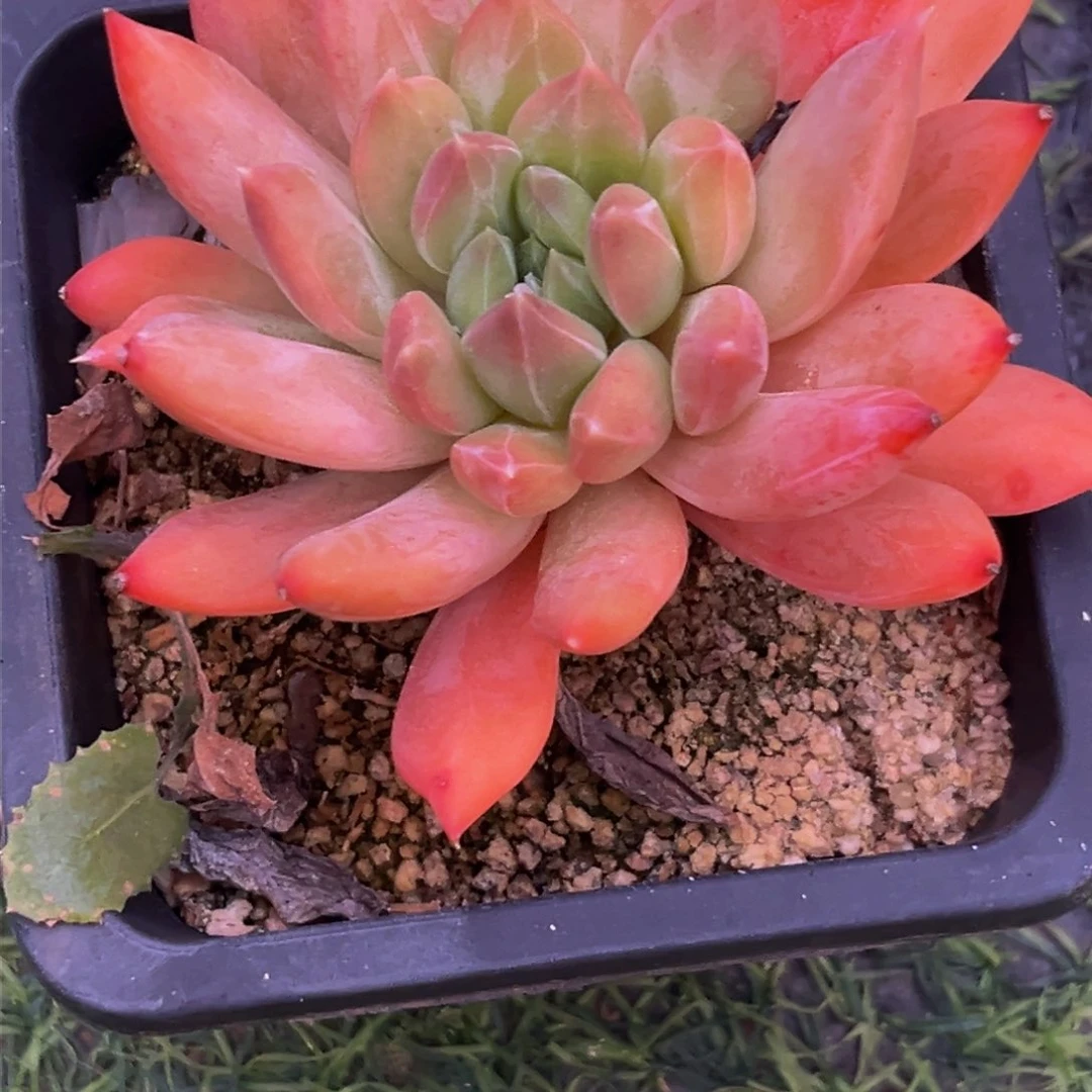 2539下午多肉植物群生