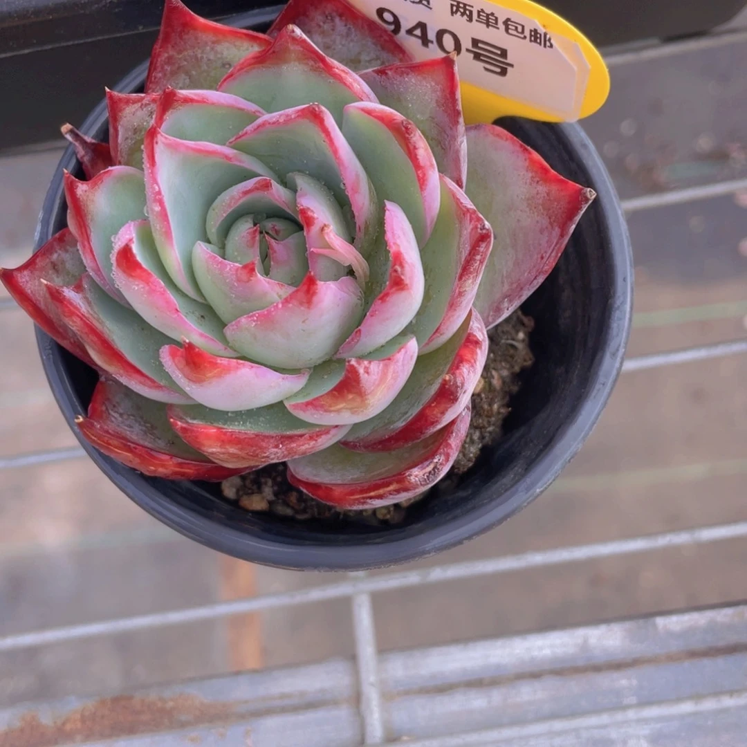 940号 宽叶大单头惊鸿仙子一个