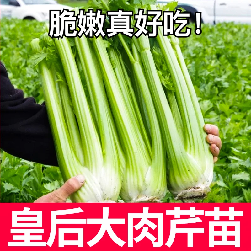 【山东寿光】水果皇后西芹苗大肉西芹香味浓郁阳台盆栽庭院种植蔬菜