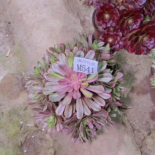 541花脸粉黛多肉植物
