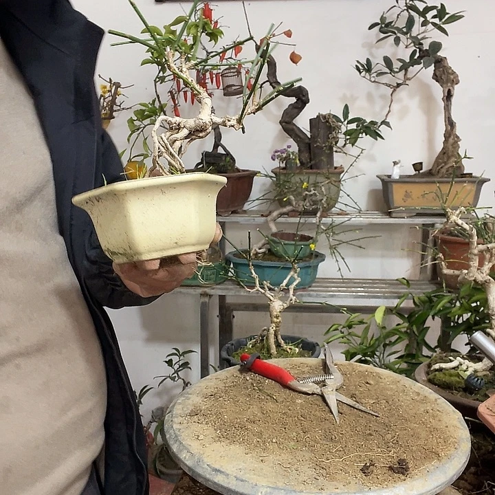 马***薯完全开放迎春花盆景