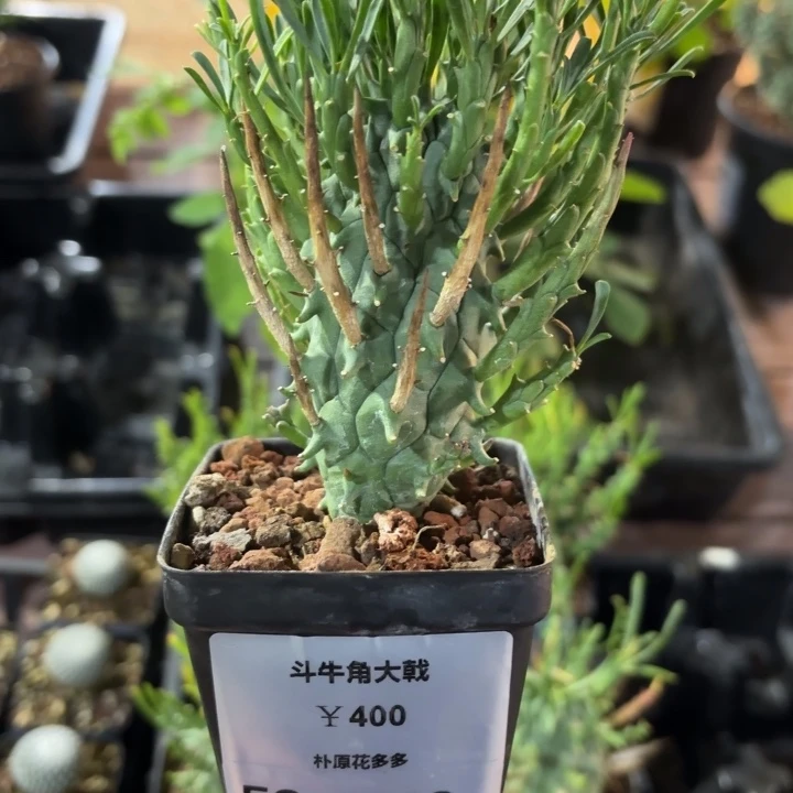 斗牛角大戟FC-7769