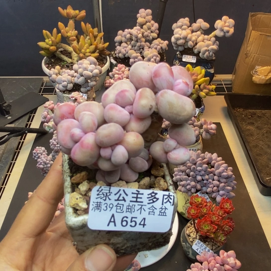 654腰子桃蛋多肉有砍