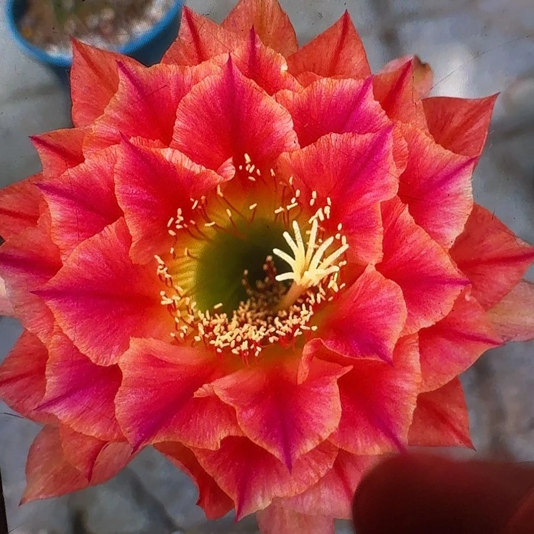 火焰超越根高10公分毛花柱