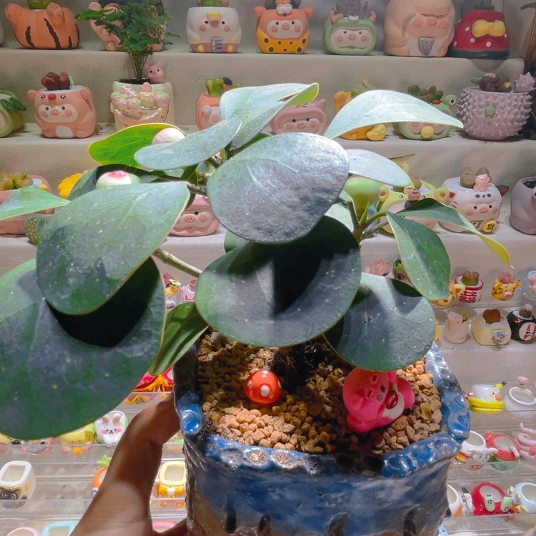 108高端多肉带盆土一套98