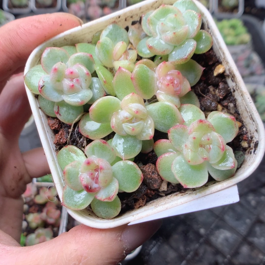 无花朵Q102珍妮锦yyyyy