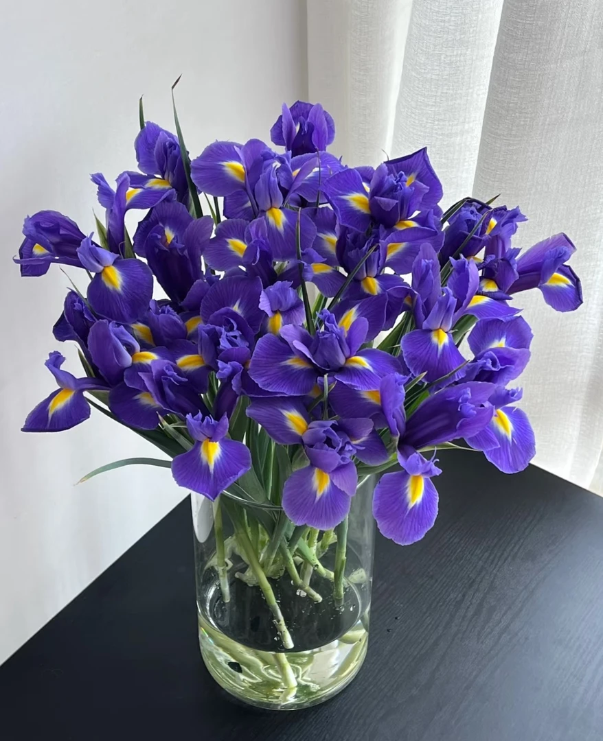 （稀有小众  紫色鸢尾）一单包邮云南基地直发