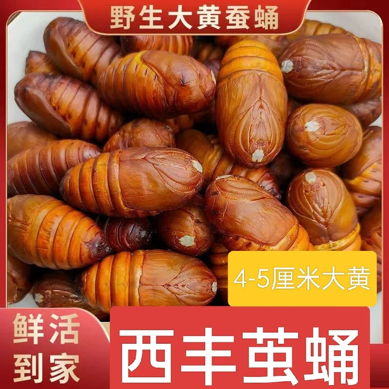 东北西丰红茧蛹大黄蚕蛹鲜活发货