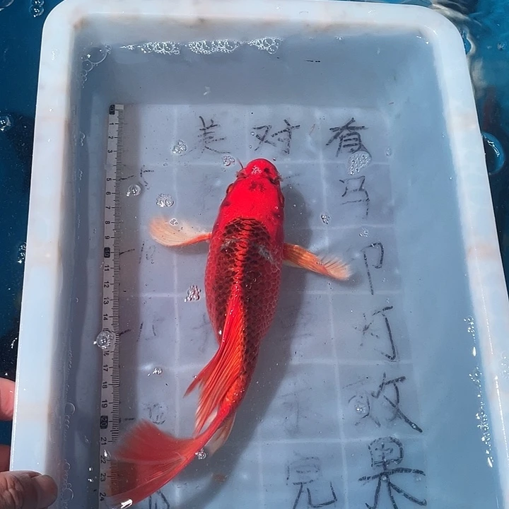 蝴蝶鲤鱼渔场直发68