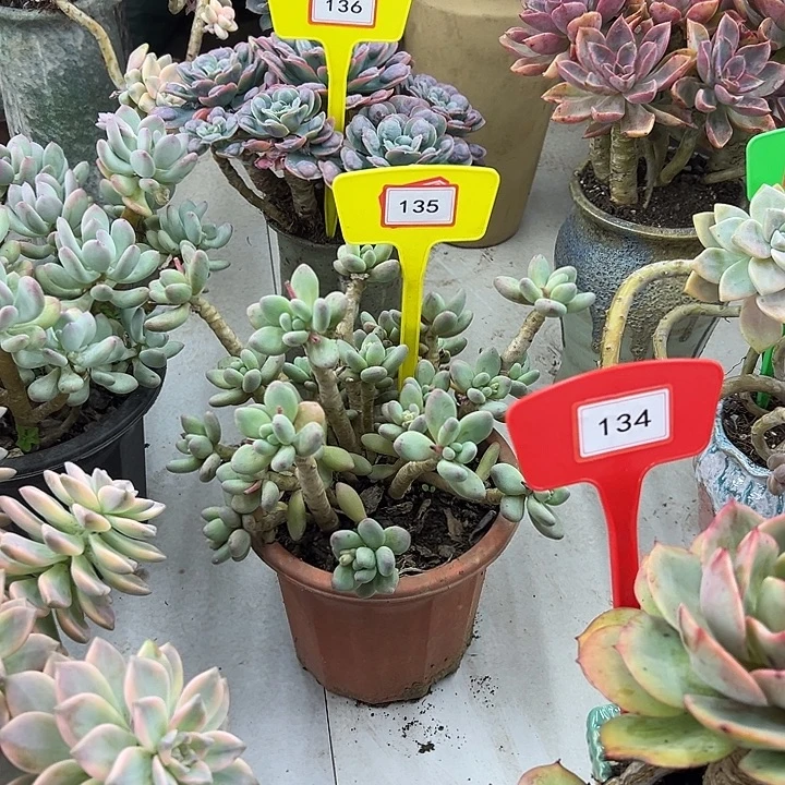 龘***贸苹果奶多肉植物精华135