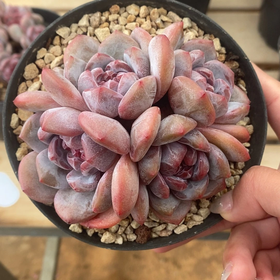 四头绿底紫心脸朝上