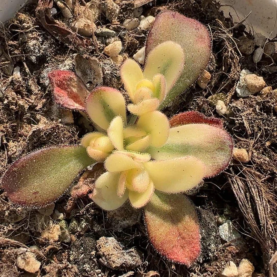 橄榄球玫瑰锦，多肉植物