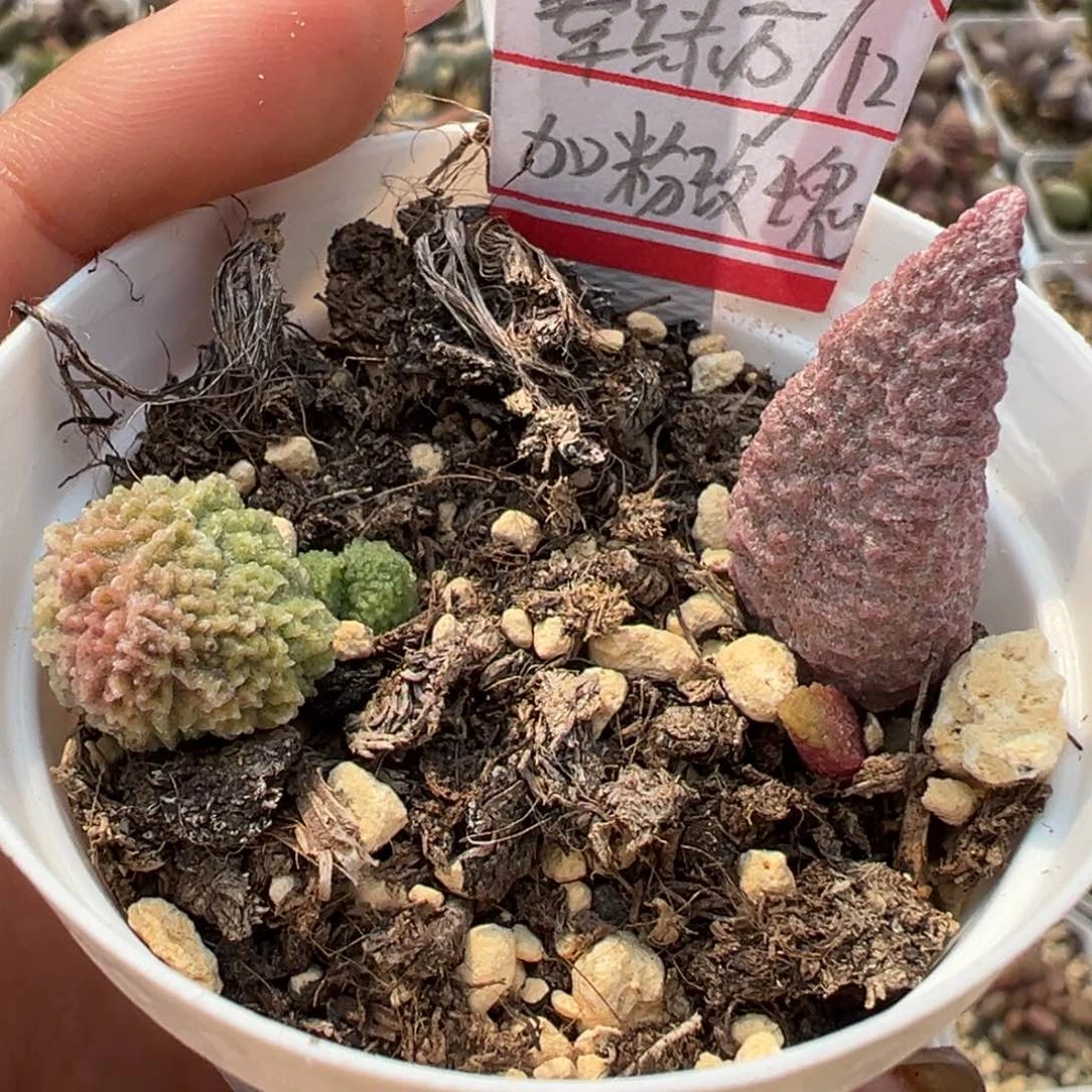 翠绿石粉玫瑰多肉植物水泡