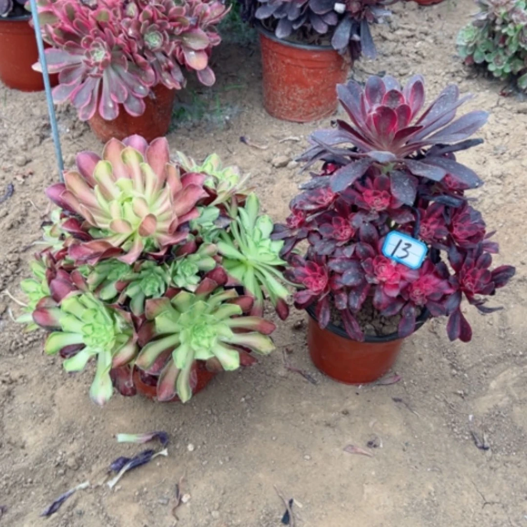 【闪购商品】A***玉多肉植物组合13