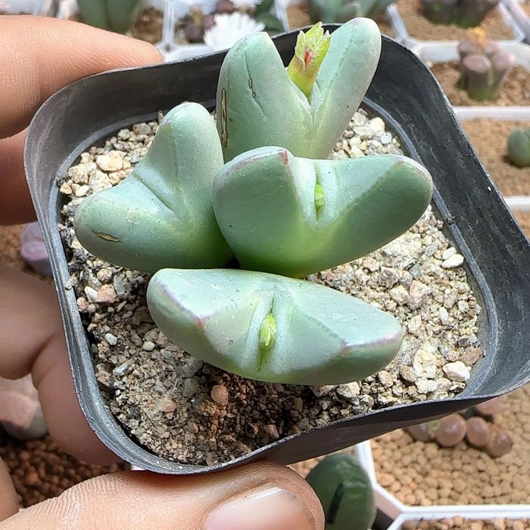 好看的少将。 54302