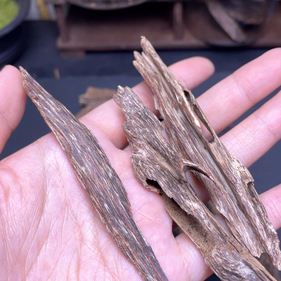 5.5克海南临高黑油虫漏