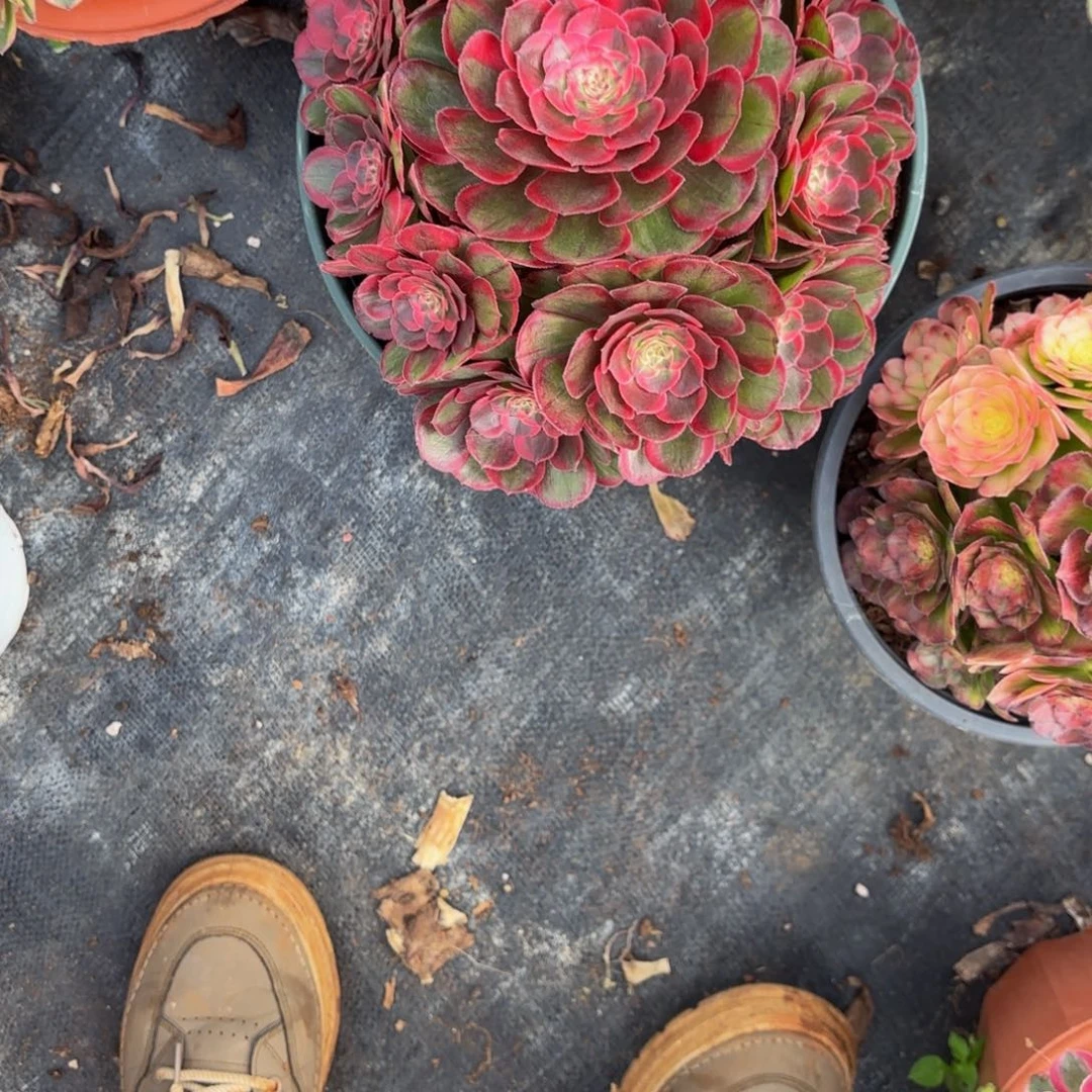 唐***韵寄养脱土发货4个12345