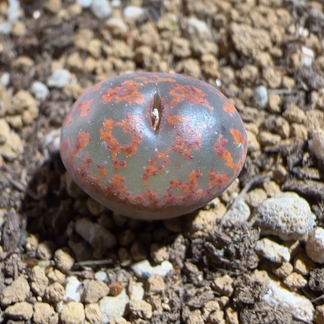 肉锥多肉植物组合-ap正红色酒红勋章815