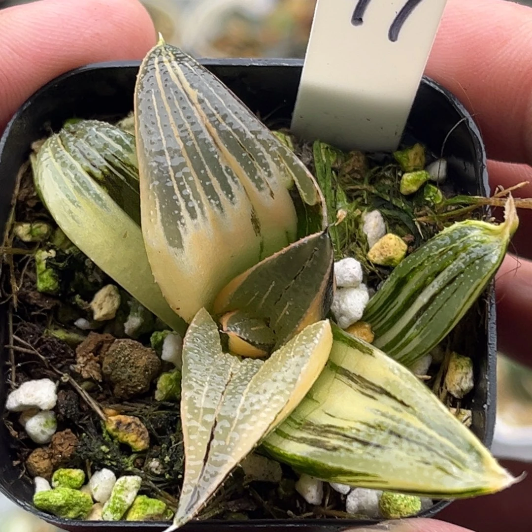97茜云锦芭提雅头家多肉十二卷