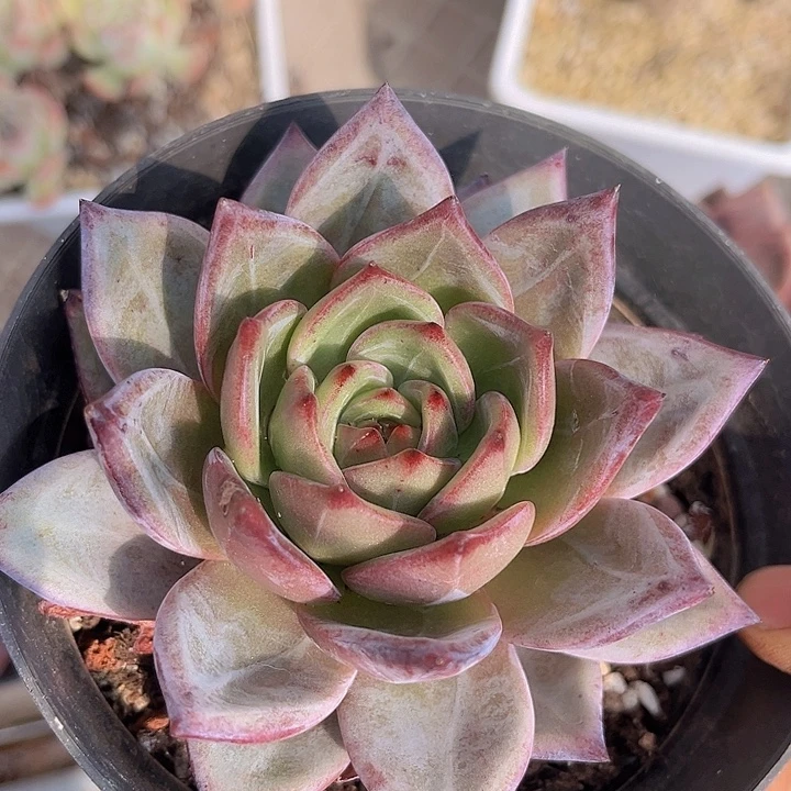 香槟杂19143多肉植物