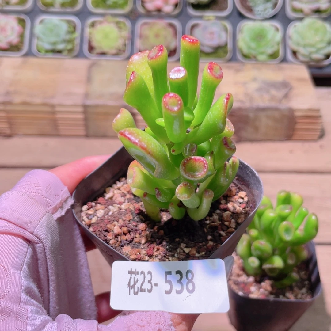 花利美23-538吸财树
