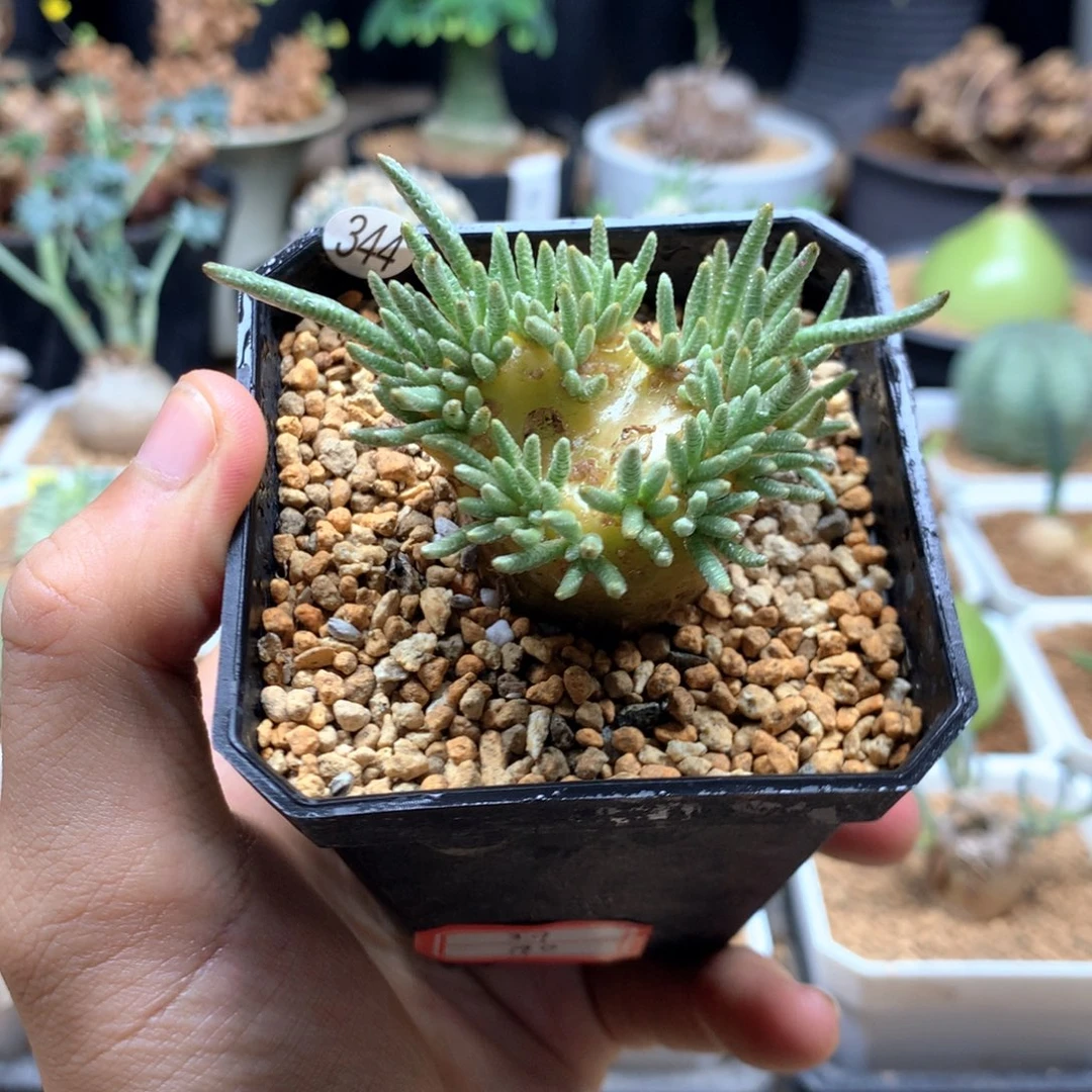 白花韧锦3.9带盆多肉