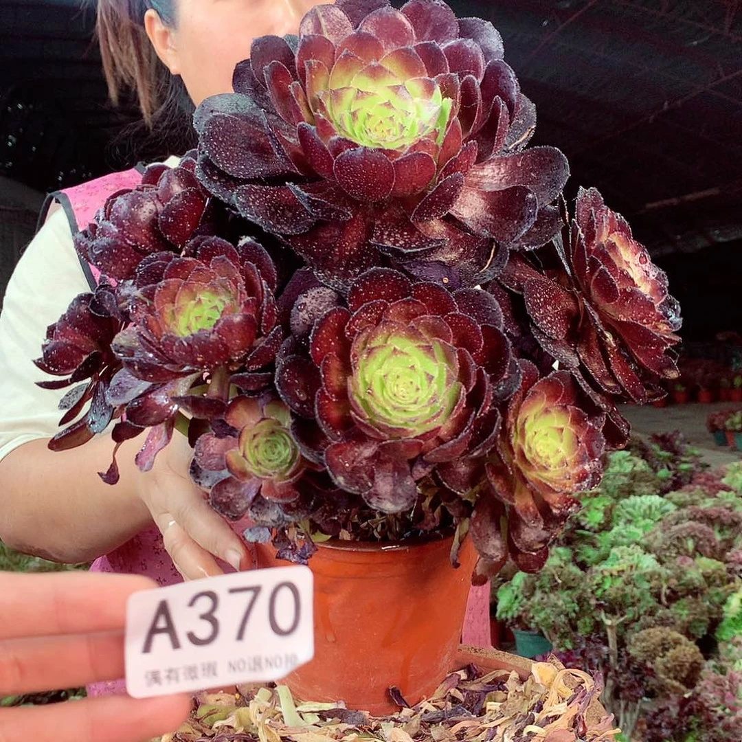 无花朵柒哥多肉法师不包侧断枝370