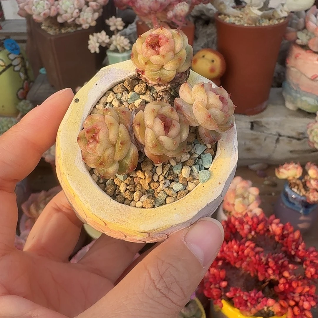 巧克力珍妮 多肉含盆土 一物一拍