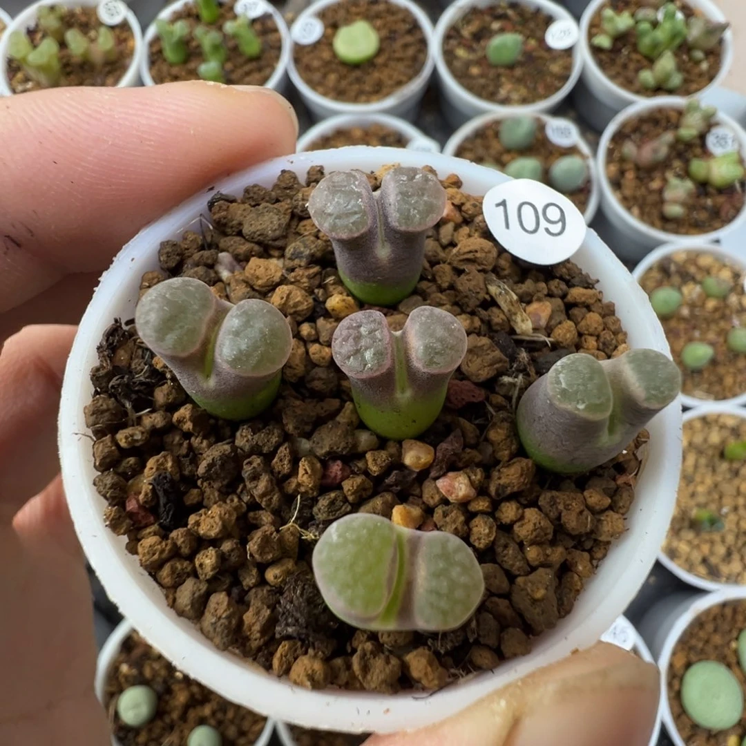 班克雪花磁铁一颗脱土1090000