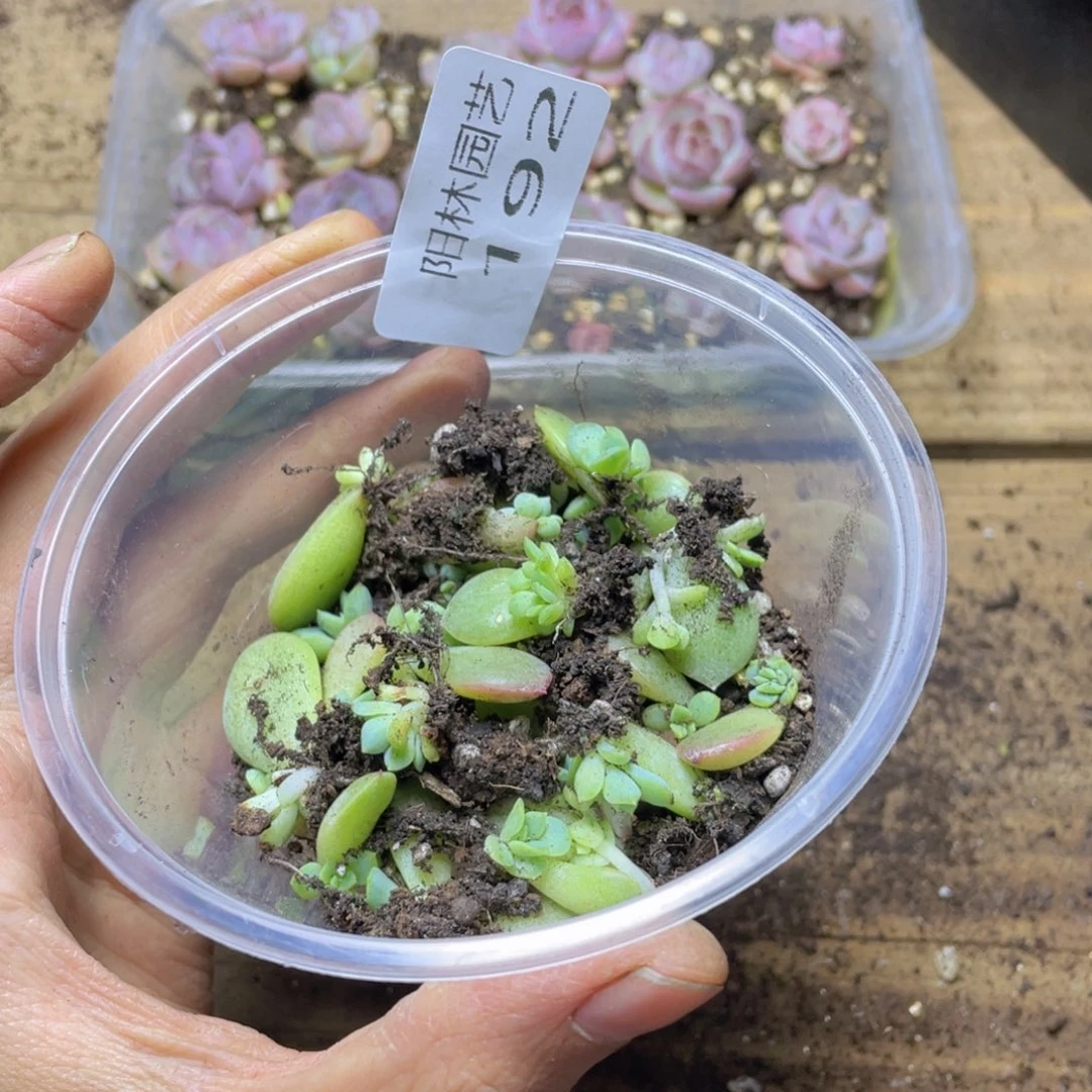 多肉植物多肉植物192