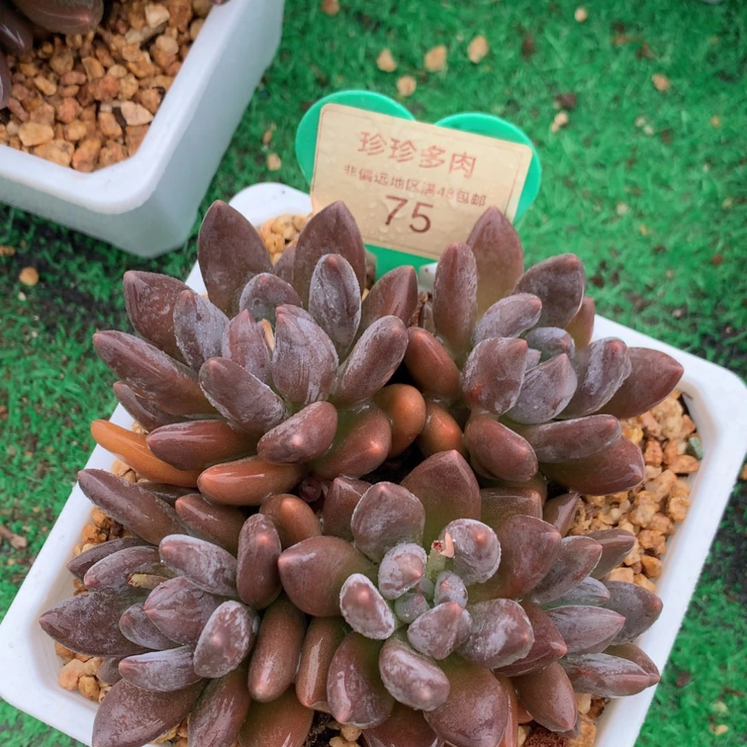 黑加仑无砍平头75