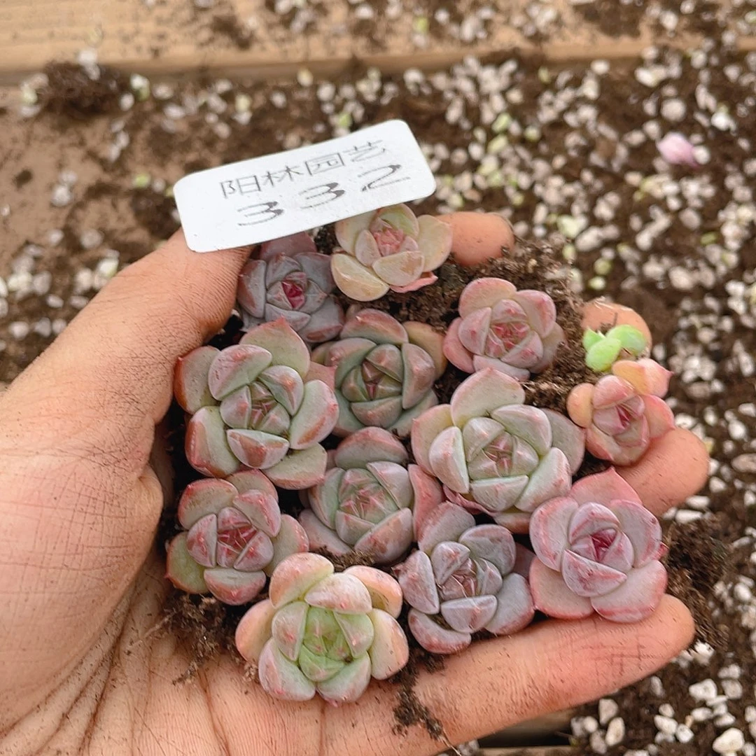 多肉植物多肉植物332