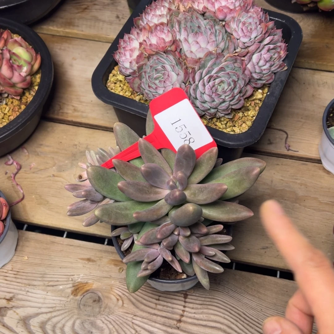 1558量拍多哦多哦