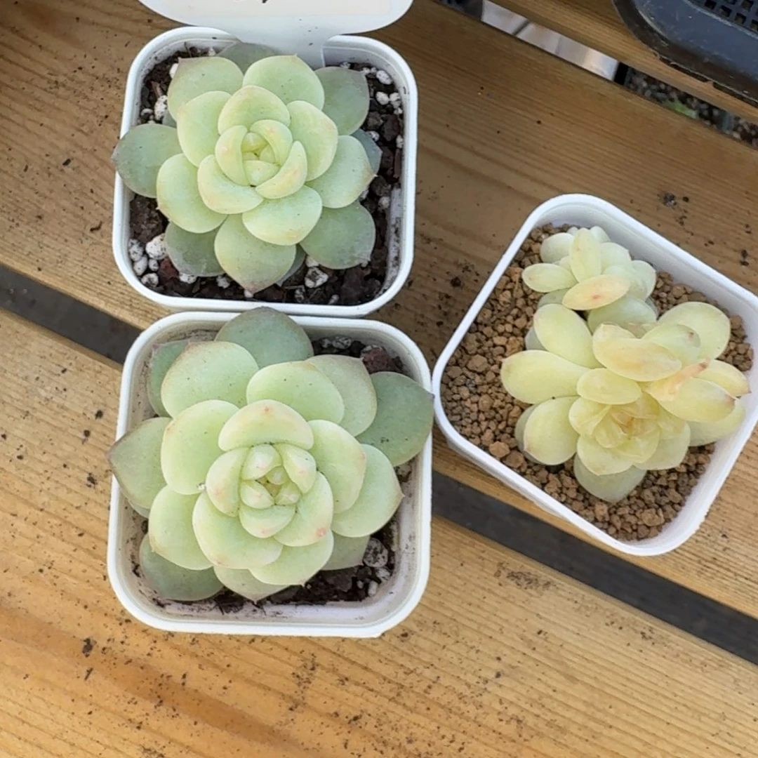 1216-065-晴岚四一颗量拍