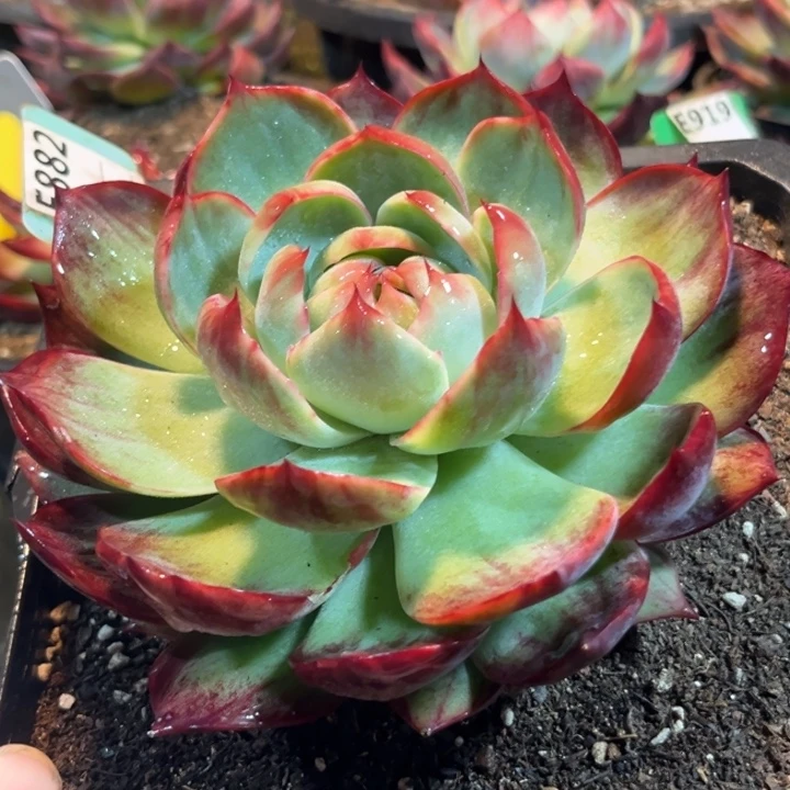 惊鸿一物一拍包装收缩花旱882