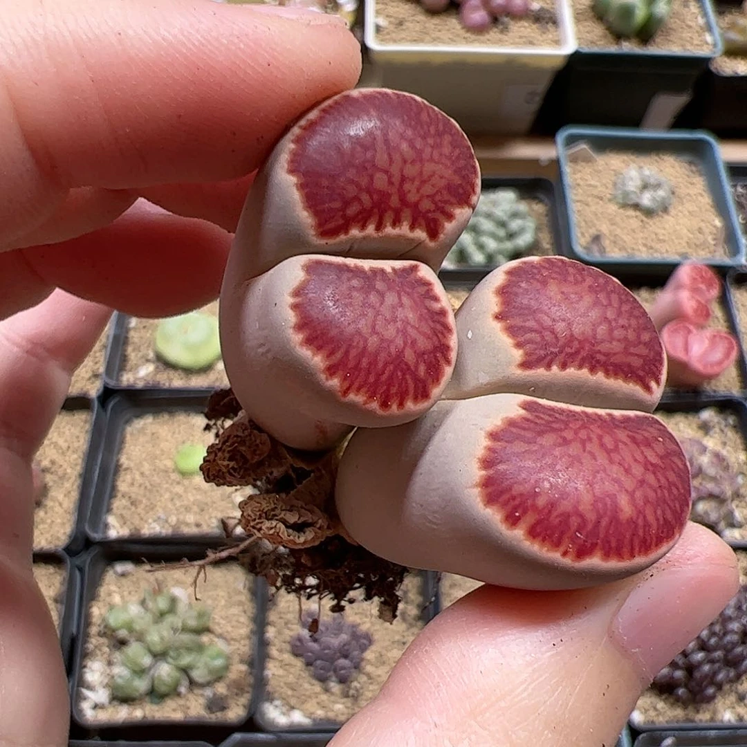 【闪购商品】17 腿长福利