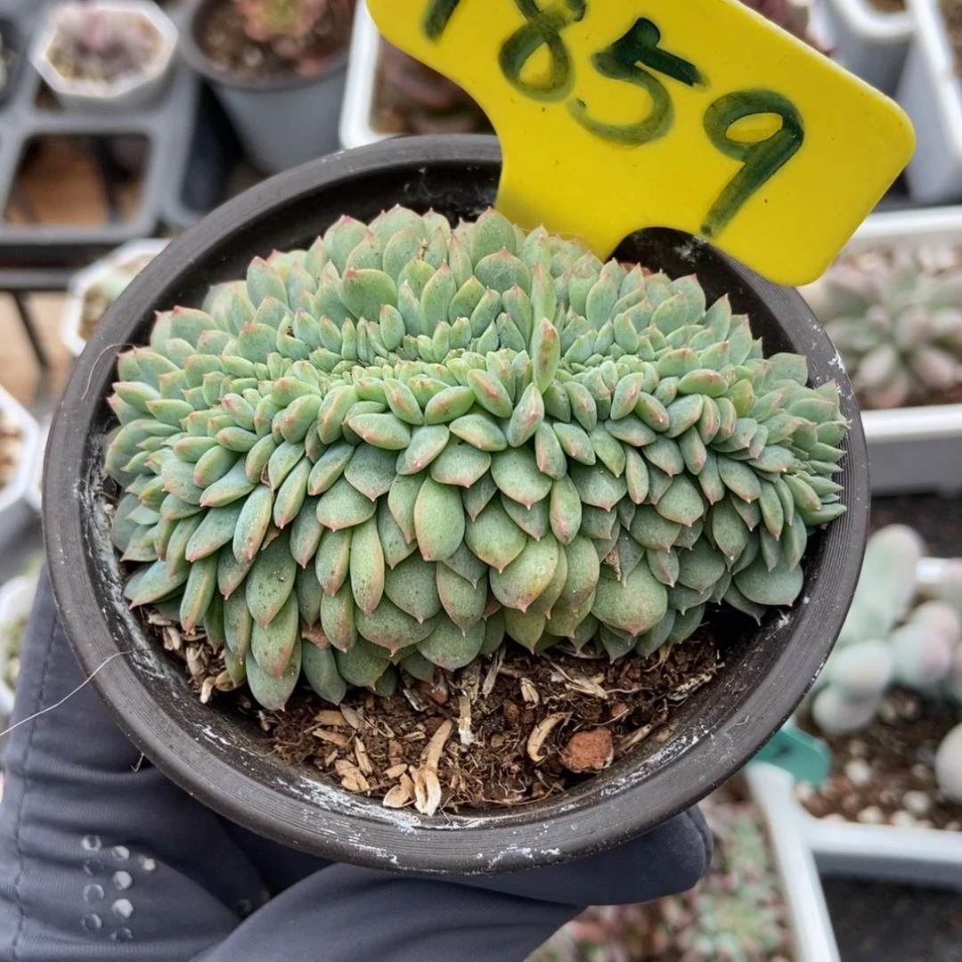 1859冰魄缀多肉植物