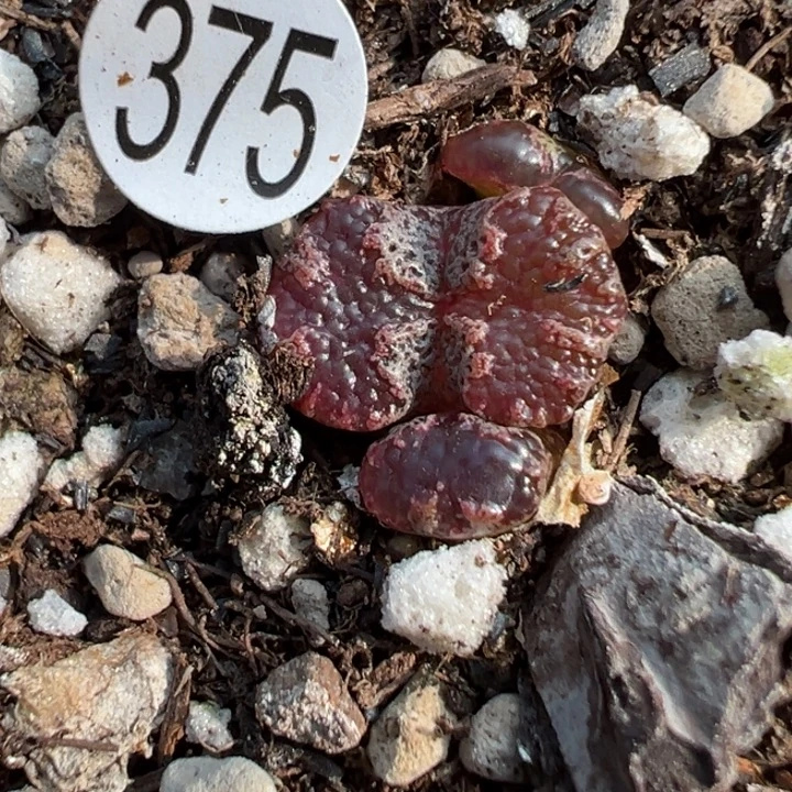 375号11111111111111