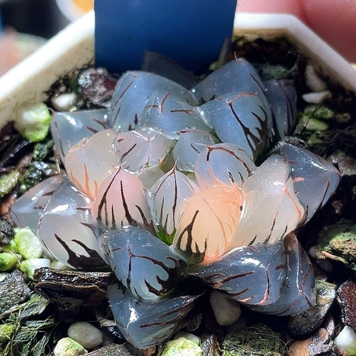 640水中月锦特选福利