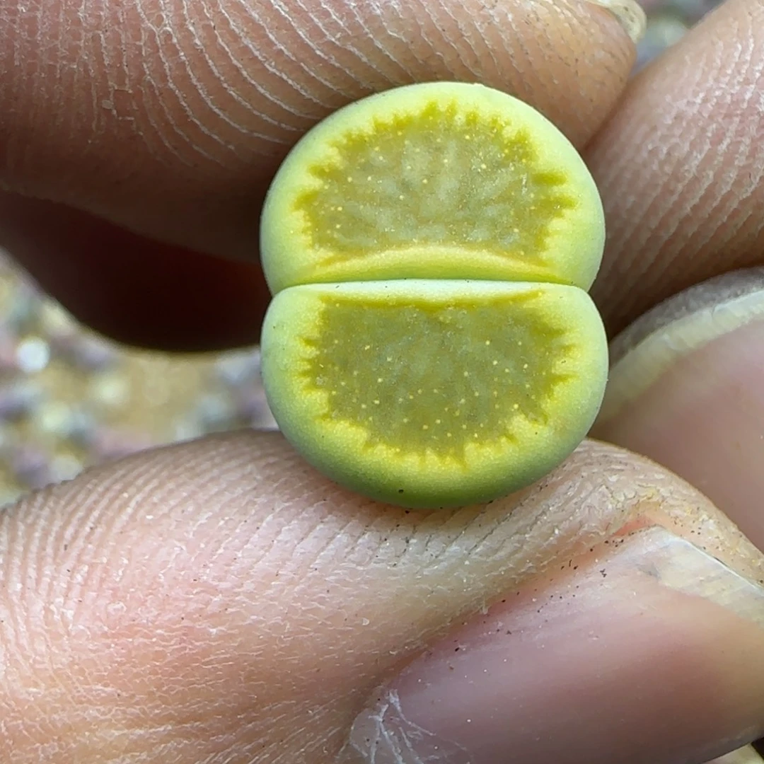 405 生石花大棚直播